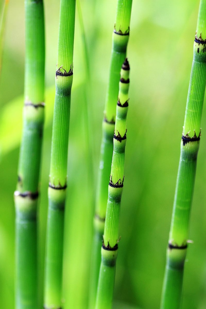Bamboo Teepee Trellis